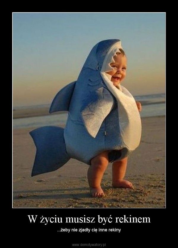 W życiu musisz być rekinem – ...żeby nie zjadły cię inne rekiny 