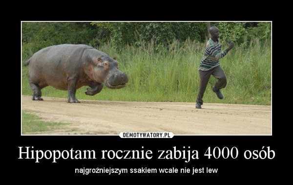 Hipopotam rocznie zabija 4000 osób – najgroźniejszym ssakiem wcale nie jest lew 