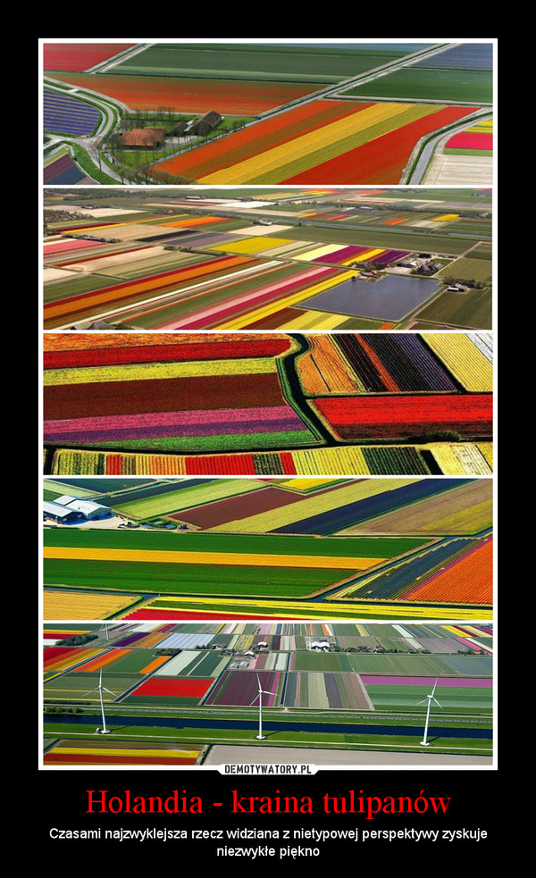Holandia - kraina tulipanów – Czasami najzwyklejsza rzecz widziana z nietypowej perspektywy zyskuje niezwykłe piękno 