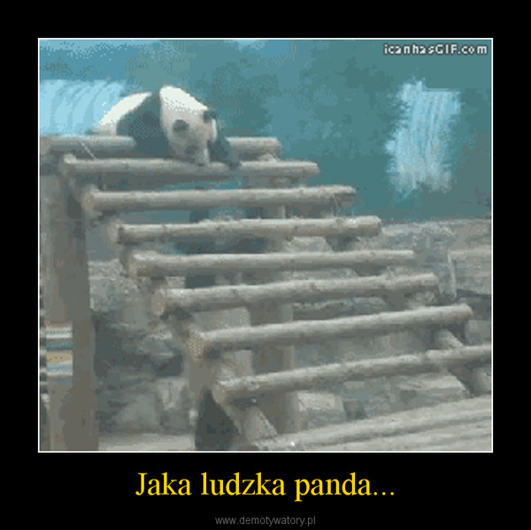 Jaka ludzka panda... –  