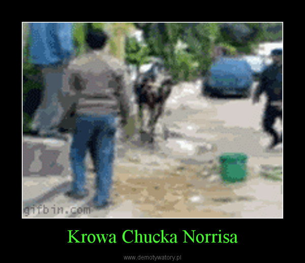 Krowa Chucka Norrisa –  