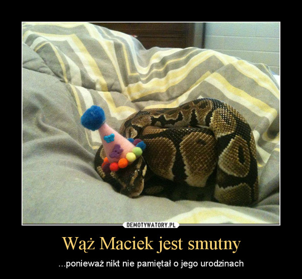 Wąż Maciek jest smutny – ...ponieważ nikt nie pamiętał o jego urodzinach 