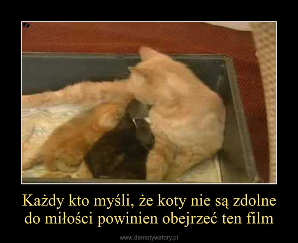 Każdy kto myśli, że koty nie są zdolne do miłości powinien obejrzeć ten film –  