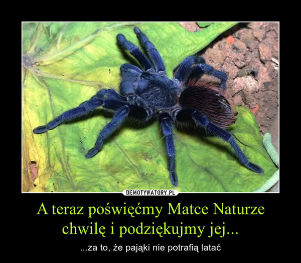 A teraz poświęćmy Matce Naturze chwilę i podziękujmy jej... – ...za to, że pająki nie potrafią latać 