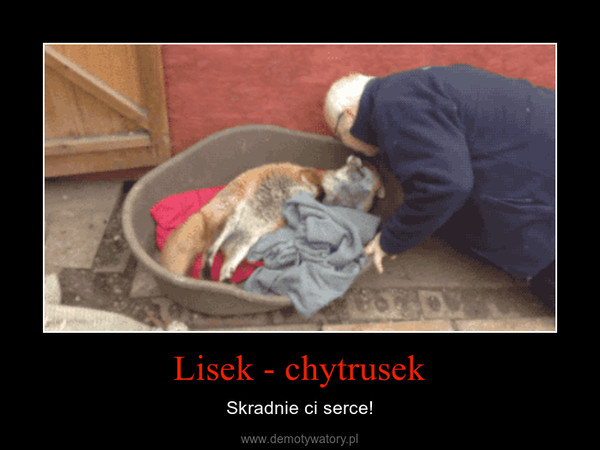 Lisek - chytrusek – Skradnie ci serce! 