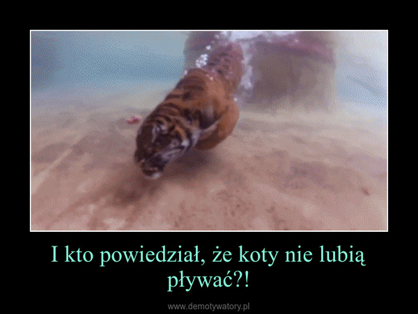 I kto powiedział, że koty nie lubią pływać?! –  