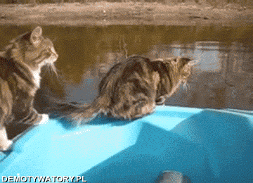 No co ty przecież nie skoczy,  koty boją się wody... –  