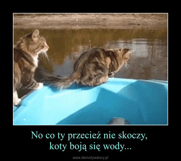 No co ty przecież nie skoczy, koty boją się wody... –  