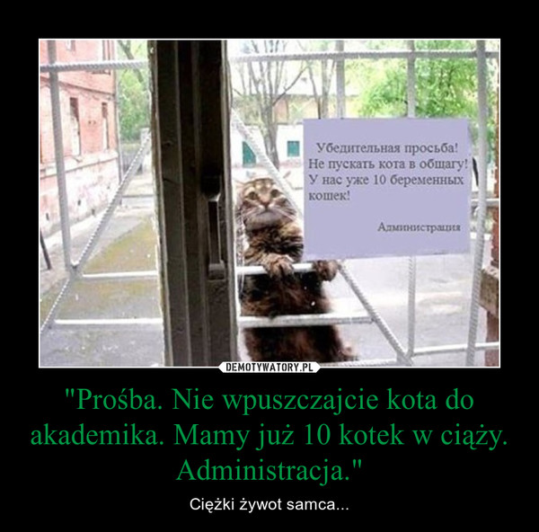 "Prośba. Nie wpuszczajcie kota do akademika. Mamy już 10 kotek w ciąży. Administracja." – Ciężki żywot samca... 