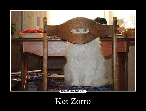 Kot Zorro –  