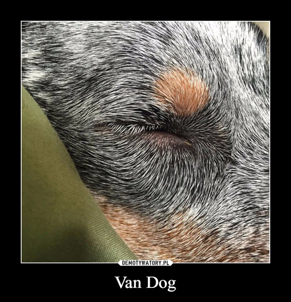 Van Dog –  