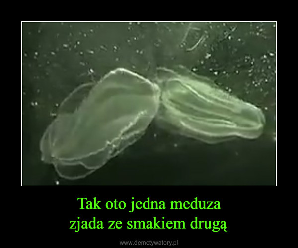 Tak oto jedna meduzazjada ze smakiem drugą –  