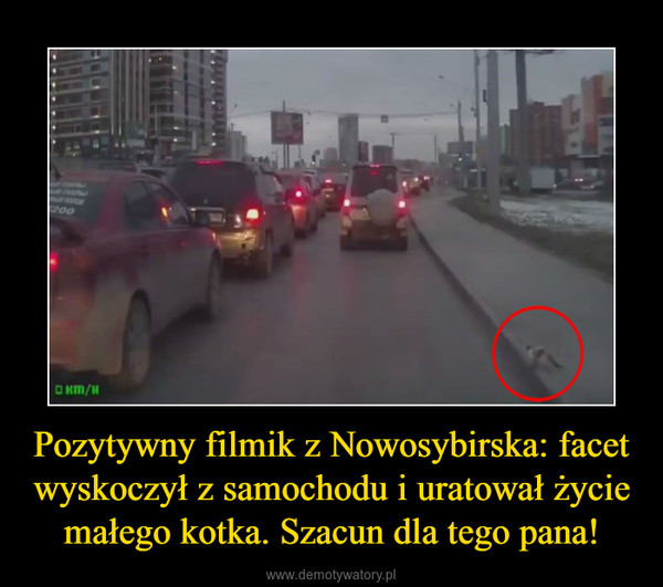 Pozytywny filmik z Nowosybirska: facet wyskoczył z samochodu i uratował życie małego kotka. Szacun dla tego pana! –  