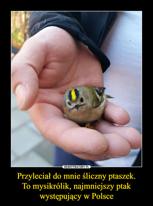 Przyleciał do mnie śliczny ptaszek.To mysikrólik, najmniejszy ptak występujący w Polsce –  