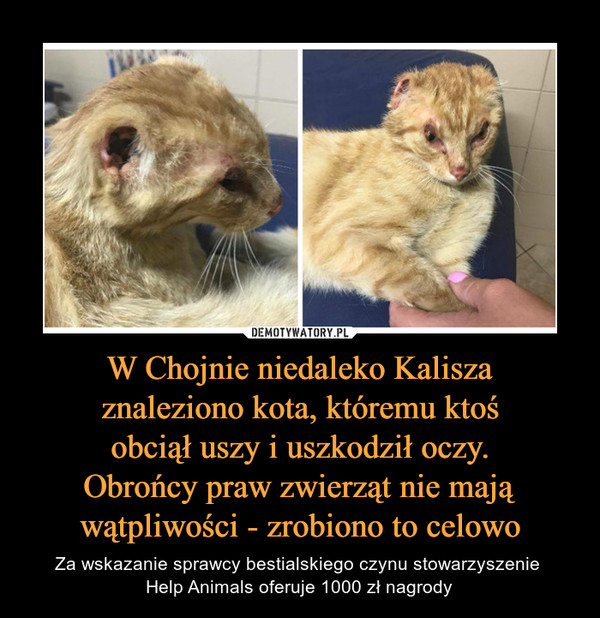 W Chojnie niedaleko Kaliszaznaleziono kota, któremu ktośobciął uszy i uszkodził oczy.Obrońcy praw zwierząt nie mająwątpliwości - zrobiono to celowo – Za wskazanie sprawcy bestialskiego czynu stowarzyszenie Help Animals oferuje 1000 zł nagrody 