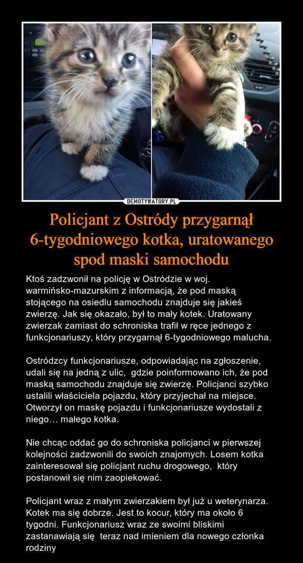 Policjant z Ostródy przygarnął 6-tygodniowego kotka, uratowanego spod maski samochodu