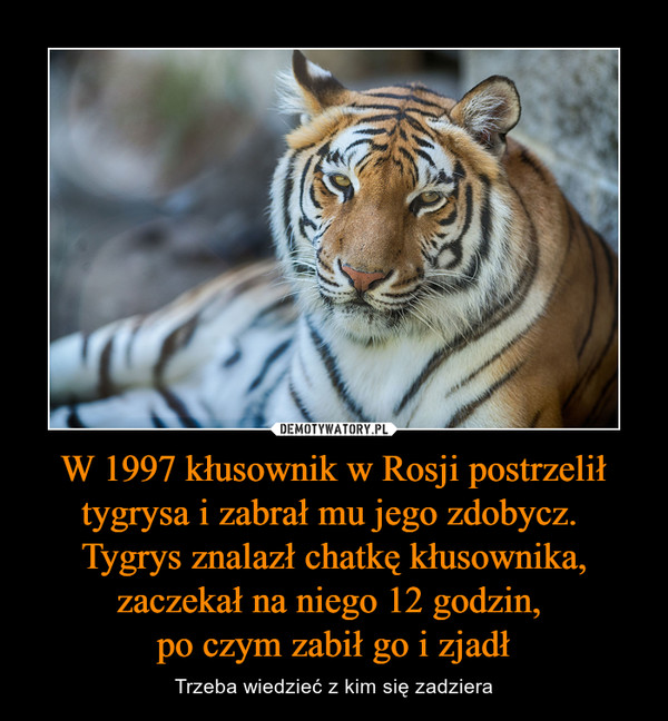 W 1997 kłusownik w Rosji postrzelił tygrysa i zabrał mu jego zdobycz. Tygrys znalazł chatkę kłusownika, zaczekał na niego 12 godzin, po czym zabił go i zjadł – Trzeba wiedzieć z kim się zadziera 
