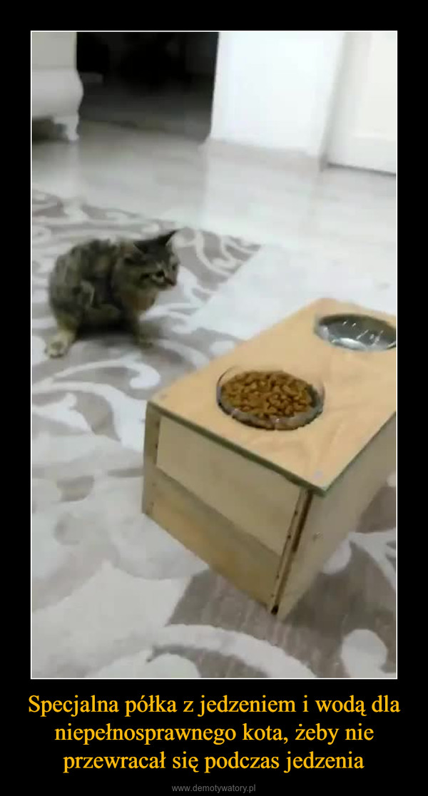 Specjalna półka z jedzeniem i wodą dla niepełnosprawnego kota, żeby nie przewracał się podczas jedzenia –  