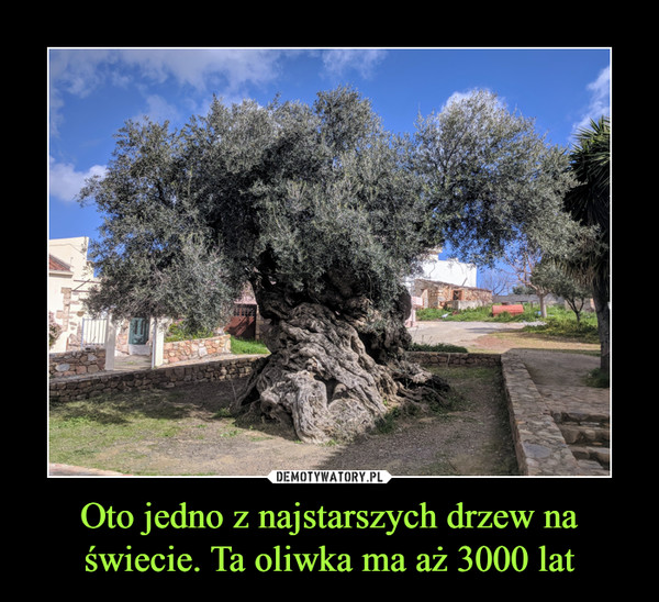 Oto jedno z najstarszych drzew na świecie. Ta oliwka ma aż 3000 lat –  