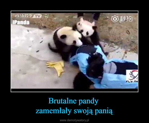 Brutalne pandy zamemłały swoją panią –  