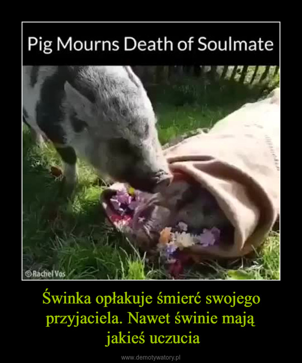 Świnka opłakuje śmierć swojego przyjaciela. Nawet świnie mają jakieś uczucia –  