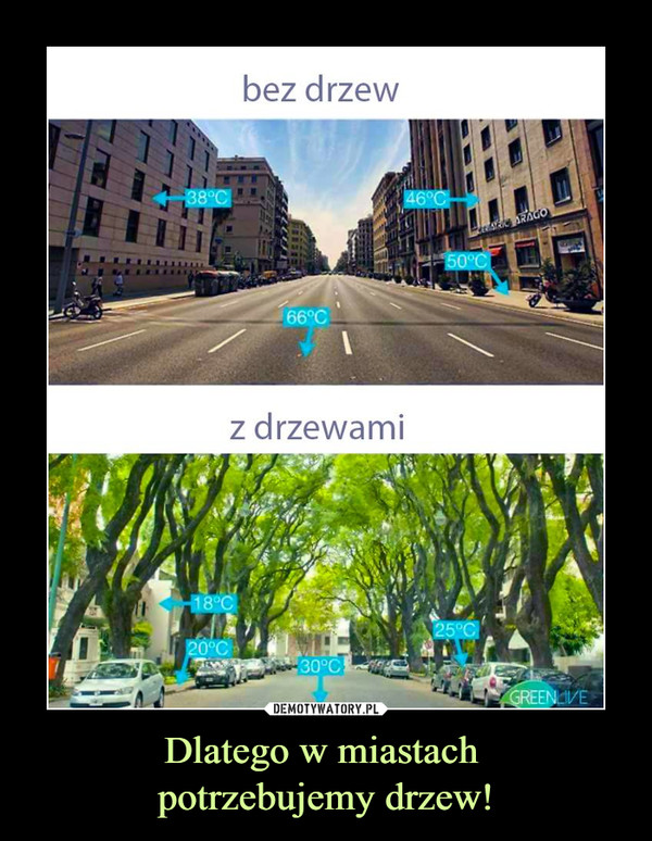 Dlatego w miastach potrzebujemy drzew! –  bez drzew z drzewami
