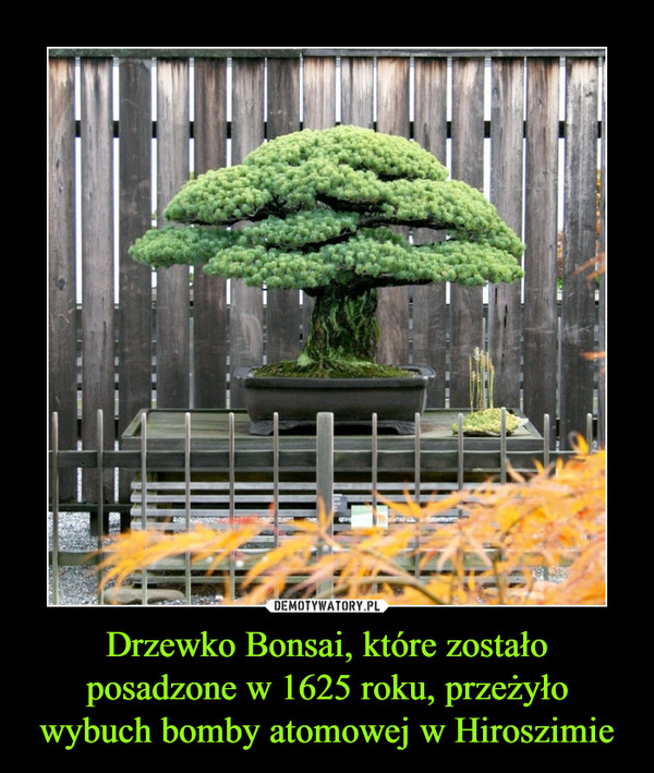 Drzewko Bonsai, które zostało posadzone w 1625 roku, przeżyło wybuch bomby atomowej w Hiroszimie –  