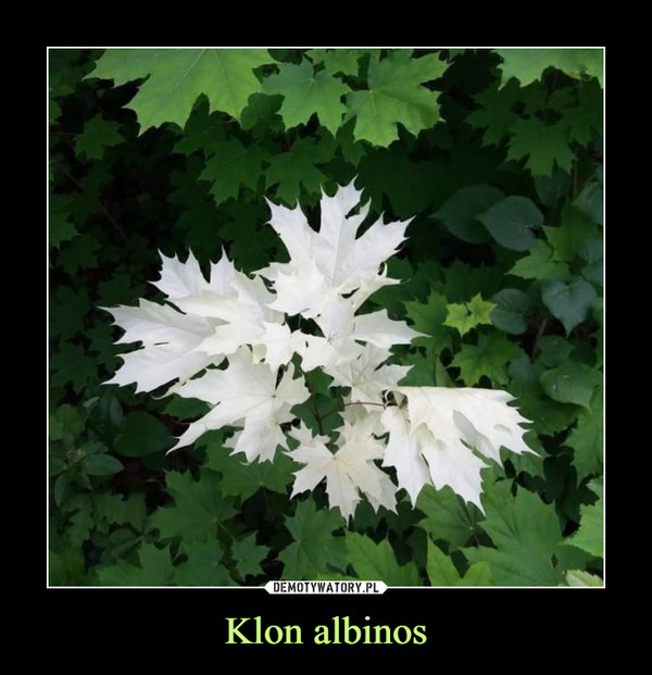 Klon albinos –  
