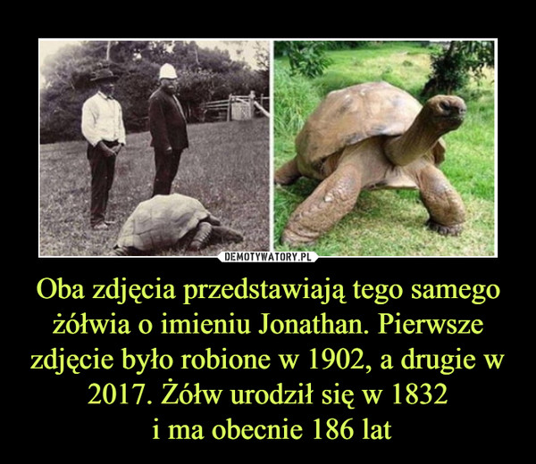 Oba zdjęcia przedstawiają tego samego żółwia o imieniu Jonathan. Pierwsze zdjęcie było robione w 1902, a drugie w 2017. Żółw urodził się w 1832 i ma obecnie 186 lat –  