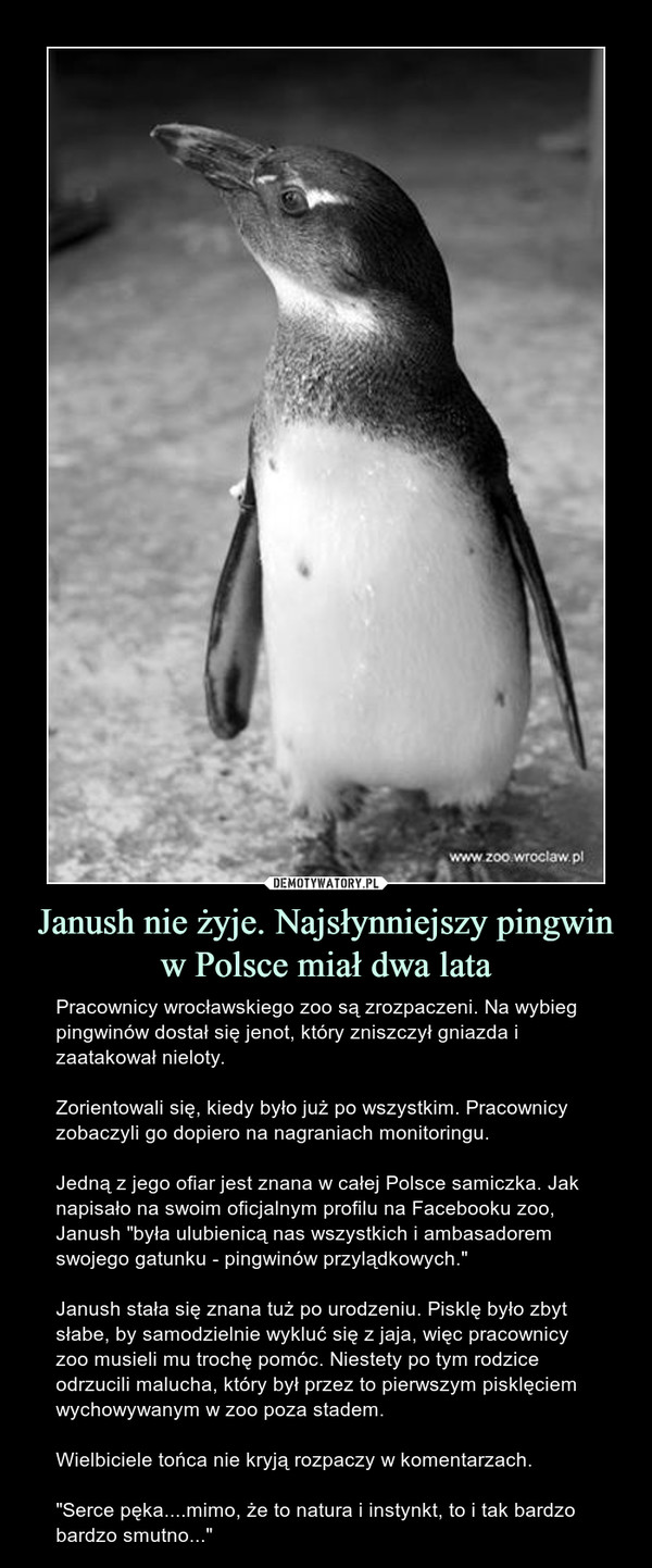 Janush nie żyje. Najsłynniejszy pingwin w Polsce miał dwa lata – Pracownicy wrocławskiego zoo są zrozpaczeni. Na wybieg pingwinów dostał się jenot, który zniszczył gniazda i zaatakował nieloty.Zorientowali się, kiedy było już po wszystkim. Pracownicy zobaczyli go dopiero na nagraniach monitoringu.Jedną z jego ofiar jest znana w całej Polsce samiczka. Jak napisało na swoim oficjalnym profilu na Facebooku zoo, Janush "była ulubienicą nas wszystkich i ambasadorem swojego gatunku - pingwinów przylądkowych."Janush stała się znana tuż po urodzeniu. Pisklę było zbyt słabe, by samodzielnie wykluć się z jaja, więc pracownicy zoo musieli mu trochę pomóc. Niestety po tym rodzice odrzucili malucha, który był przez to pierwszym pisklęciem wychowywanym w zoo poza stadem.Wielbiciele tońca nie kryją rozpaczy w komentarzach."Serce pęka....mimo, że to natura i instynkt, to i tak bardzo bardzo smutno..." 