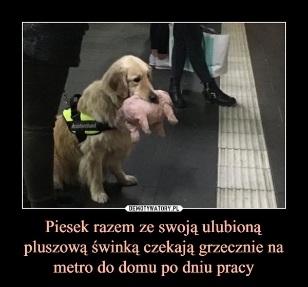 Piesek razem ze swoją ulubioną pluszową świnką czekają grzecznie na metro do domu po dniu pracy –  