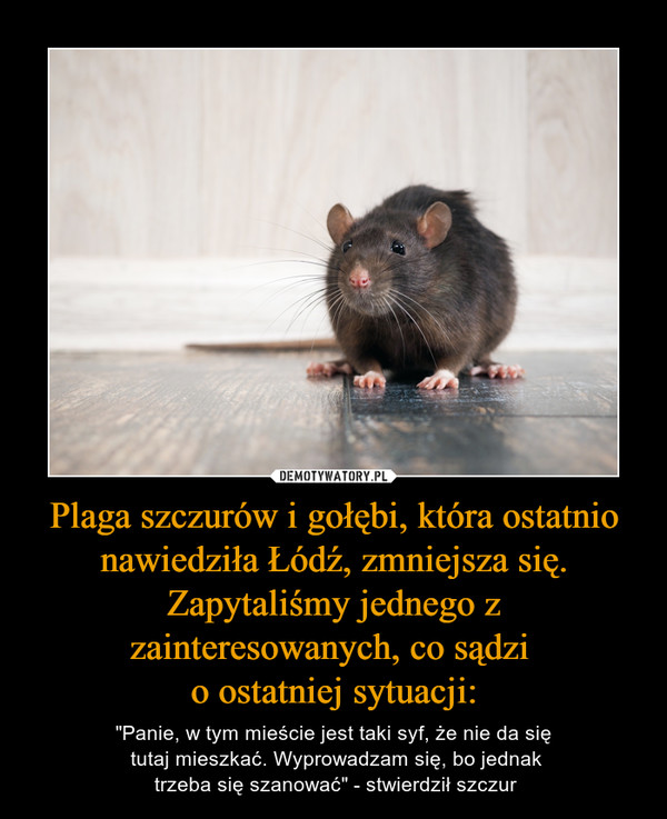 Plaga szczurów i gołębi, która ostatnio nawiedziła Łódź, zmniejsza się. Zapytaliśmy jednego z zainteresowanych, co sądzi o ostatniej sytuacji: – "Panie, w tym mieście jest taki syf, że nie da się tutaj mieszkać. Wyprowadzam się, bo jednak trzeba się szanować" - stwierdził szczur 