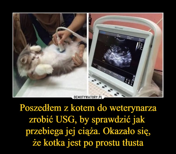 Poszedłem z kotem do weterynarza zrobić USG, by sprawdzić jak przebiega jej ciąża. Okazało się,że kotka jest po prostu tłusta –  