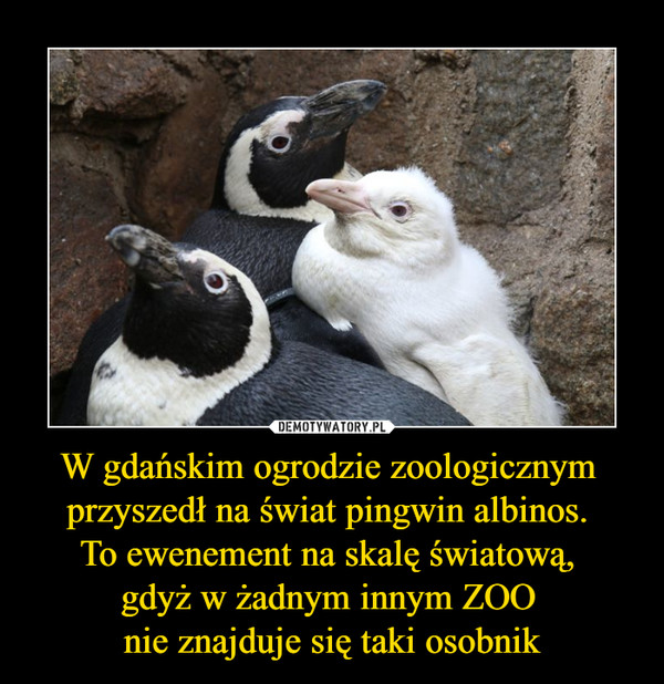 W gdańskim ogrodzie zoologicznym przyszedł na świat pingwin albinos. To ewenement na skalę światową, gdyż w żadnym innym ZOO nie znajduje się taki osobnik –  