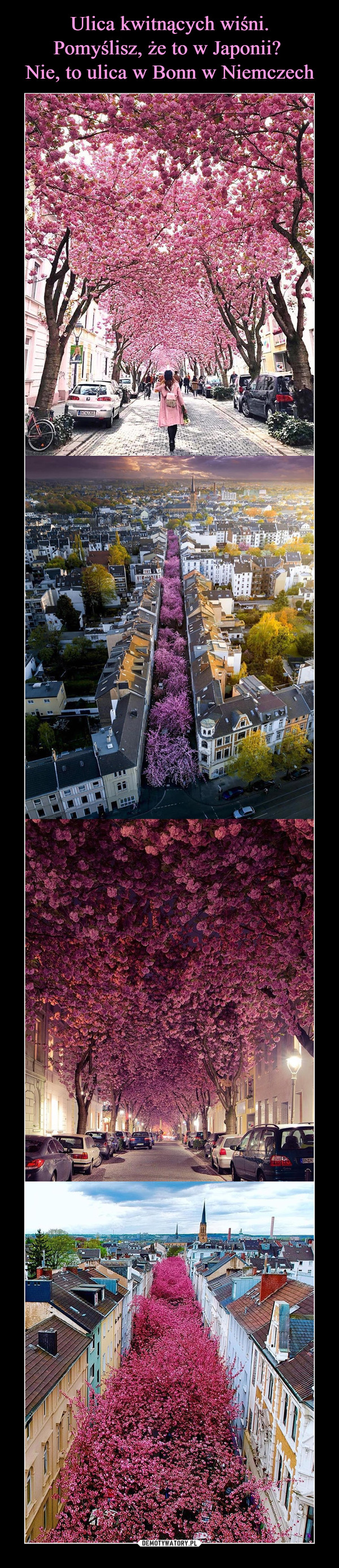Ulica kwitnących wiśni.
Pomyślisz, że to w Japonii? 
Nie, to ulica w Bonn w Niemczech