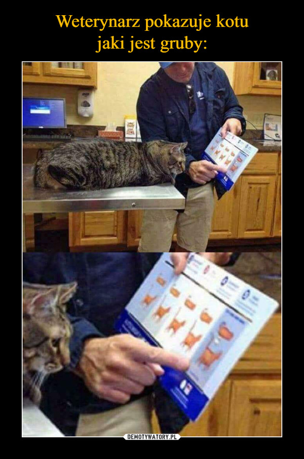 Weterynarz pokazuje kotu
jaki jest gruby: