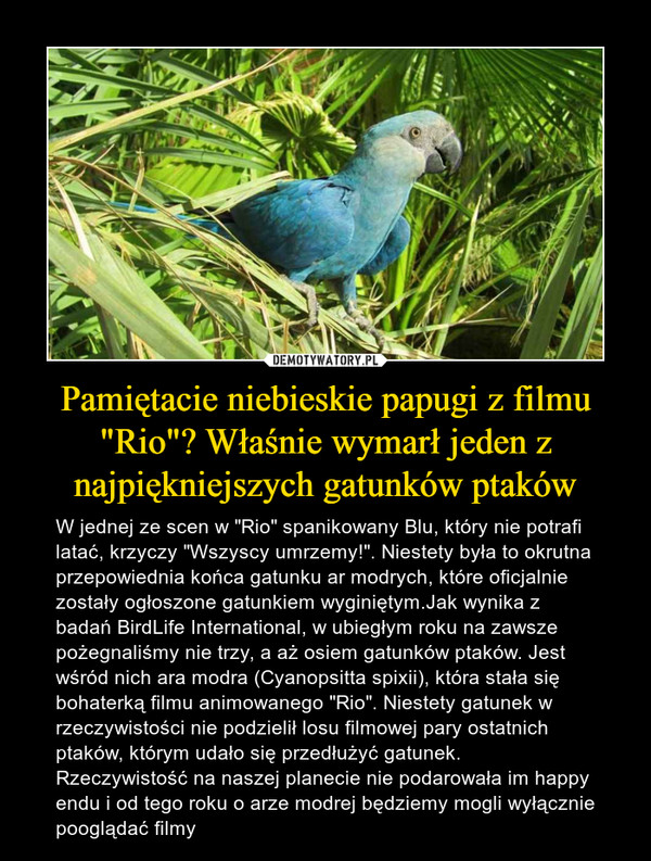 Pamiętacie niebieskie papugi z filmu "Rio"? Właśnie wymarł jeden z najpiękniejszych gatunków ptaków – W jednej ze scen w "Rio" spanikowany Blu, który nie potrafi latać, krzyczy "Wszyscy umrzemy!". Niestety była to okrutna przepowiednia końca gatunku ar modrych, które oficjalnie zostały ogłoszone gatunkiem wyginiętym.Jak wynika z badań BirdLife International, w ubiegłym roku na zawsze pożegnaliśmy nie trzy, a aż osiem gatunków ptaków. Jest wśród nich ara modra (Cyanopsitta spixii), która stała się bohaterką filmu animowanego "Rio". Niestety gatunek w rzeczywistości nie podzielił losu filmowej pary ostatnich ptaków, którym udało się przedłużyć gatunek. Rzeczywistość na naszej planecie nie podarowała im happy endu i od tego roku o arze modrej będziemy mogli wyłącznie pooglądać filmy 