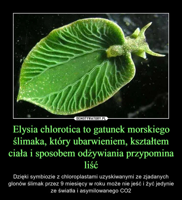 Elysia chlorotica to gatunek morskiego ślimaka, który ubarwieniem, kształtem ciała i sposobem odżywiania przypomina liść