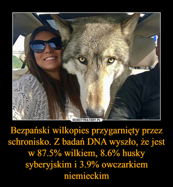 Bezpański wilkopies przygarnięty przez schronisko. Z badań DNA wyszło, że jest w 87.5% wilkiem, 8.6% husky syberyjskim i 3.9% owczarkiem niemieckim –  