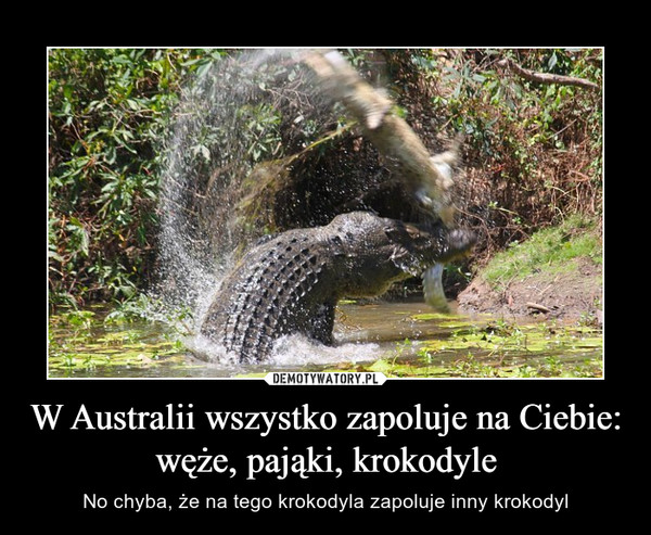 W Australii wszystko zapoluje na Ciebie: węże, pająki, krokodyle – No chyba, że na tego krokodyla zapoluje inny krokodyl 