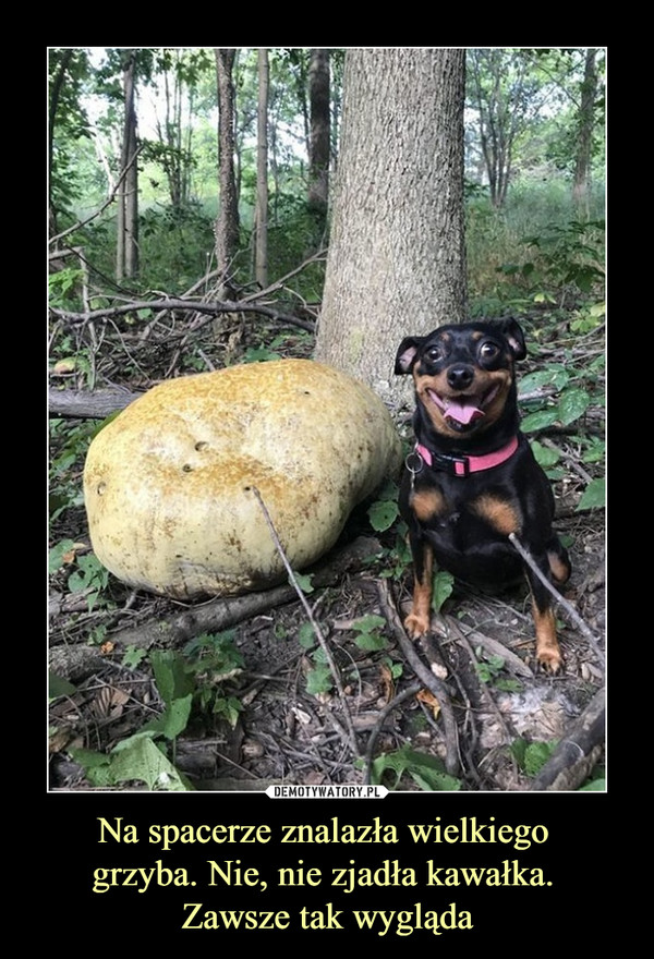 Na spacerze znalazła wielkiego grzyba. Nie, nie zjadła kawałka. Zawsze tak wygląda –  