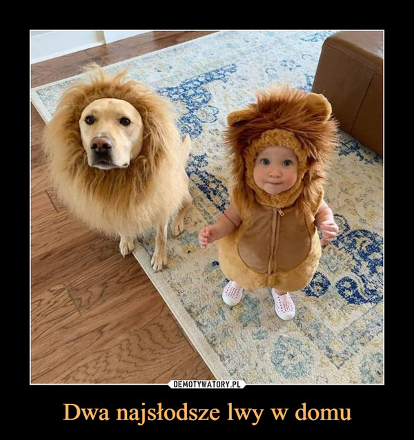 Dwa najsłodsze lwy w domu –  