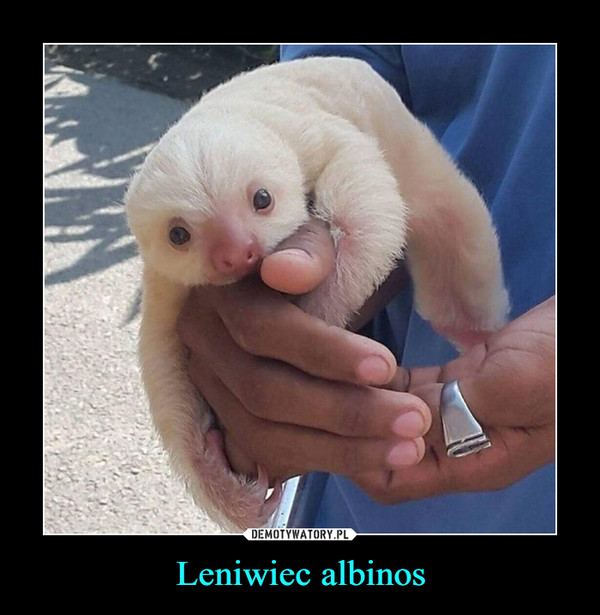 Leniwiec albinos