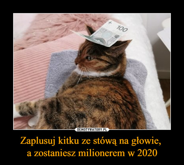 Zaplusuj kitku ze stówą na głowie, a zostaniesz milionerem w 2020 –  