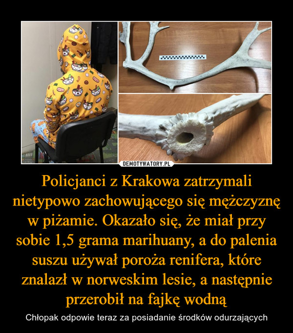 Policjanci z Krakowa zatrzymali nietypowo zachowującego się mężczyznę w piżamie. Okazało się, że miał przy sobie 1,5 grama marihuany, a do palenia suszu używał poroża renifera, które znalazł w norweskim lesie, a następnie przerobił na fajkę wodną – Chłopak odpowie teraz za posiadanie środków odurzających 