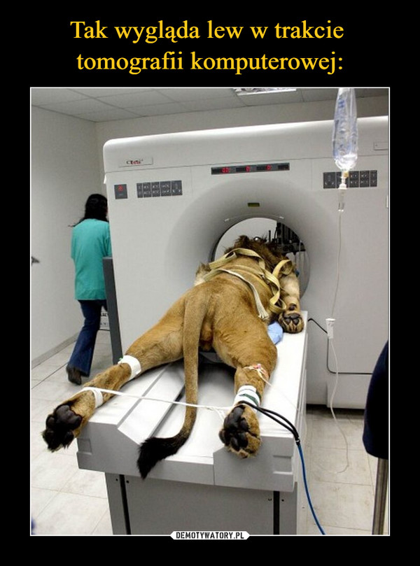 Tak wygląda lew w trakcie 
tomografii komputerowej: