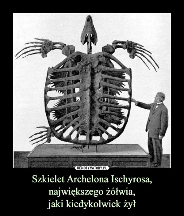Szkielet Archelona Ischyrosa, największego żółwia,jaki kiedykolwiek żył –  