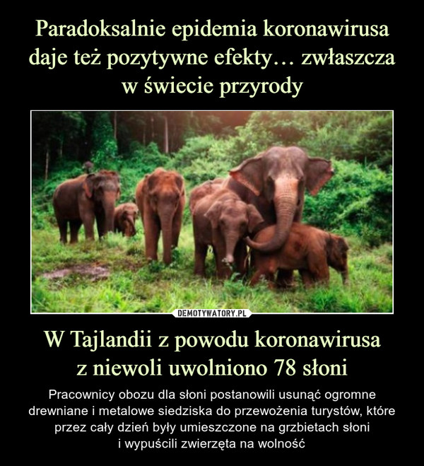 W Tajlandii z powodu koronawirusaz niewoli uwolniono 78 słoni – Pracownicy obozu dla słoni postanowili usunąć ogromne drewniane i metalowe siedziska do przewożenia turystów, które przez cały dzień były umieszczone na grzbietach słonii wypuścili zwierzęta na wolność 