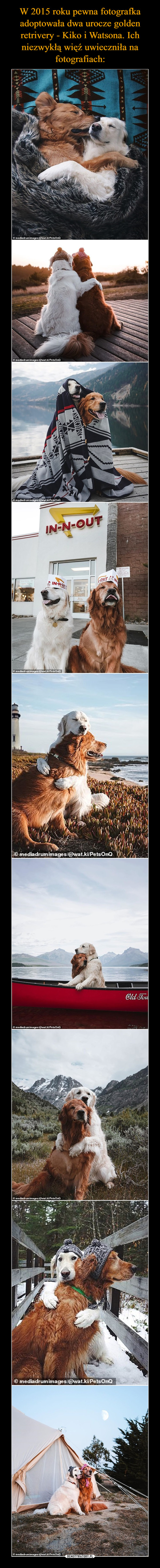 W 2015 roku pewna fotografka adoptowała dwa urocze golden retrivery - Kiko i Watsona. Ich niezwykłą więź uwieczniła na fotografiach: