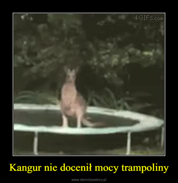 Kangur nie docenił mocy trampoliny –  
